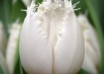 Tulipa North Pole ® (4)